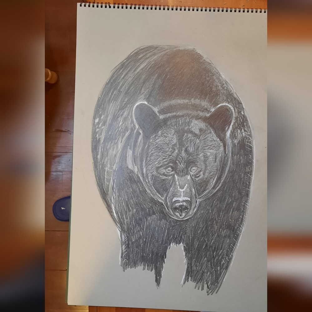 Gray Bear Original Sketch On Gray 18x24 Art Paper